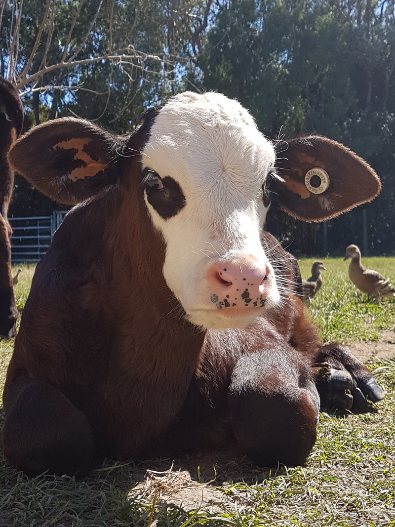 no people, day, animal themes, domestic, pets, plant, farming, outdoors, animal, herd, animal head, domestic cattle, bovine, cattle, Calf, sunlight, countryside