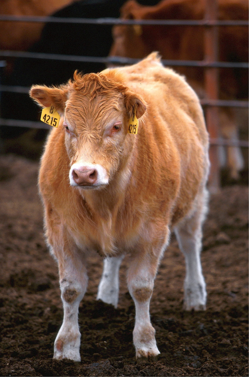 crossbreed, Hereford, piedmontese hereford, vertebrate, calf, domestic, pets, butter, livestock, farming, graze, Farm, face, cattle, domestic cattle, rural
