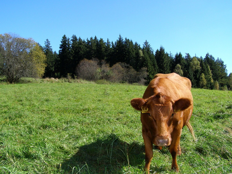 summer, trees, plant, single, grass, animal, farming, Farms, domestic animals, green Color, mammal, bull - Animal, sky, milk, livestock, Cow, animal themes