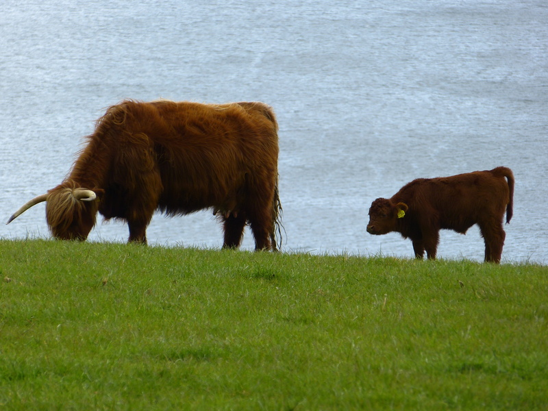 pasture, cattle, Beef, domestic, meadow, group of animals, highland cattle, livestock, agriculture, vertebrate, Scottish Highland, cow, bull - Animal, pets
