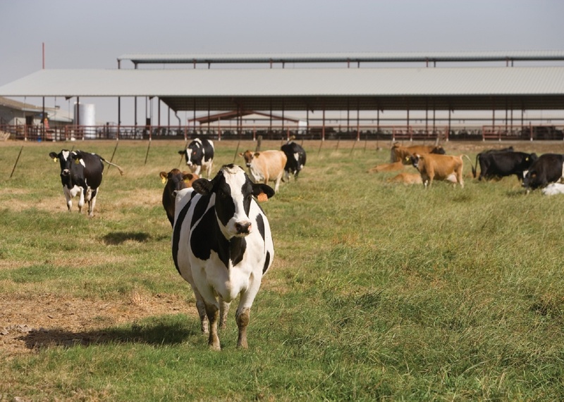 dairy Farm, domestic cattle, farm, countryside, livestock, milk, pasture, dairy, nature, domestic animals, cows, animal themes, no people, farmland, domestic