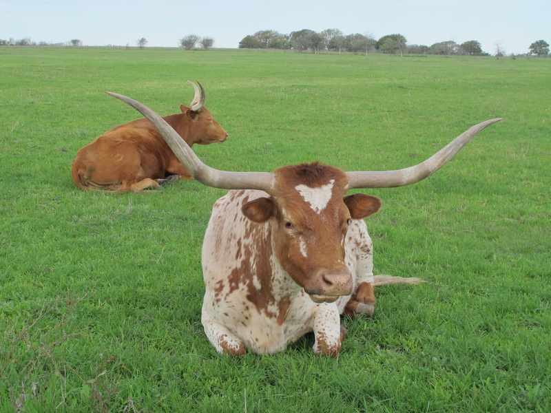 agriculture, mammal, land, domestic animals, ranch, group of animals, pasture, Cattle, domestic, day, grass, Farm, herbivorous, animal themes, texas, west