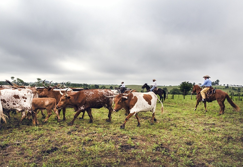 domestic animals, horse, animals, daytime, field, vertebrate, livestock, green, nature, countryside, cows, mammal, grass, cowboys, animal, ranch, animal themes