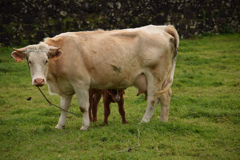 vertebrate, animal themes, full length, domestic Cattle, pasture, standing, plant, herbivorous, outdoors, livestock, domestic, baby, farm, rural Scene