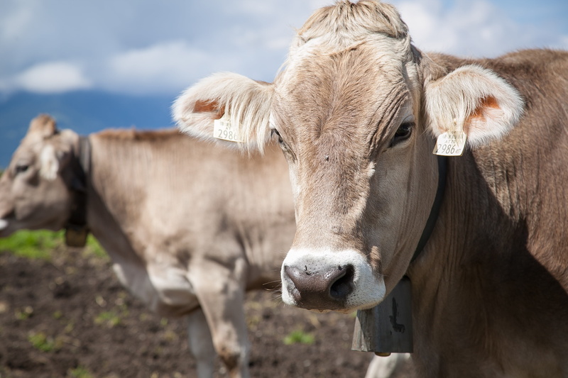 highlands, grass, looking at camera, agriculture, ear tag, animal head, outdoors, herbivorous, land, livestock, pets, portrait, animal portrait, milk cow