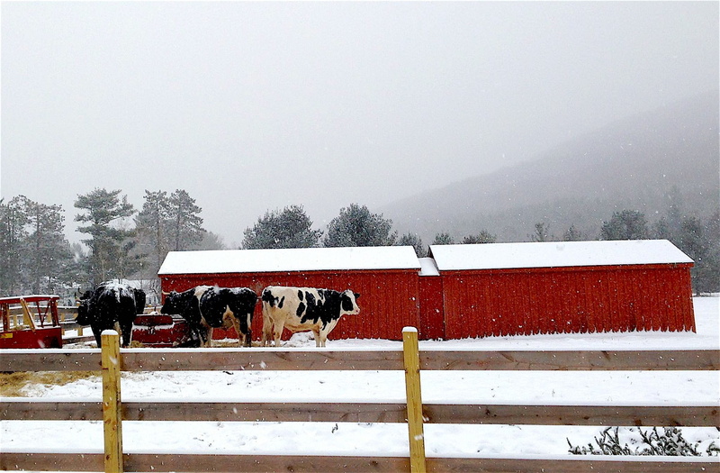 season, herbivorous, outdoor, cold temperature, red, pasture, domestic, sky, Snow, Winter, white color, snowcapped mountain, white, snow, outdoors, cold