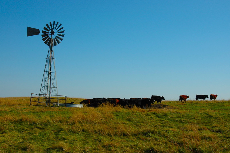 field, land, environmental conservation, cow, ranch, wind power, meadow, clear sky, environment, fence, countryside, prairie, herd, outdoor, turbine, grass