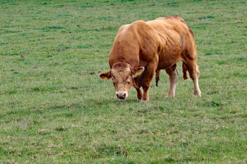 5K, Bull, Farm, land, horns, vertebrate, animal themes, outdoors, plant, Cow, ranch, one animal, pets, no people, field, nature, livestock, farming, Cattle