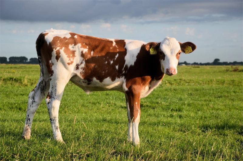 animal themes, 1080P, bull, farm, field, domestic, livestock, young, nature, pets, standing, domestic animals, mammal, vertebrate, ranch, animal, outdoors