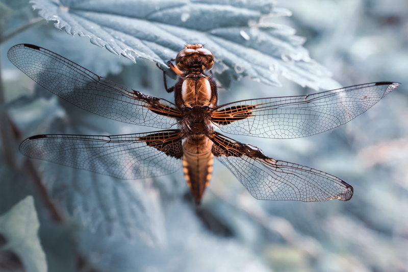 animal Wing, wings, spider, invertebrate, beauty in nature, snow, nature, outdoors, day, winter, animal, dragonfly, Macro shot, wildlife, leaf, no people