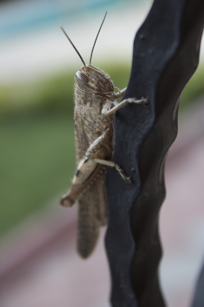 insect, Turkey, brown, animal wildlife, animal, nature, outdoors, animals In The Wild, focus on foreground, animal themes, invertebrate, macro, 5K, day