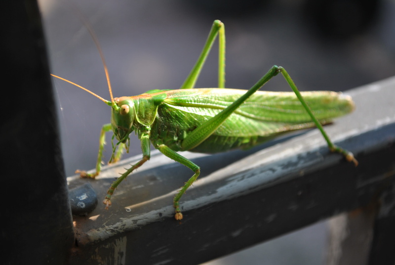 animal Antenna, Grasshopper, plant part, Close, invertebrate, 4K, outdoors, day, nature, animal, locust, animals And Pets, pest, no people, selective focus