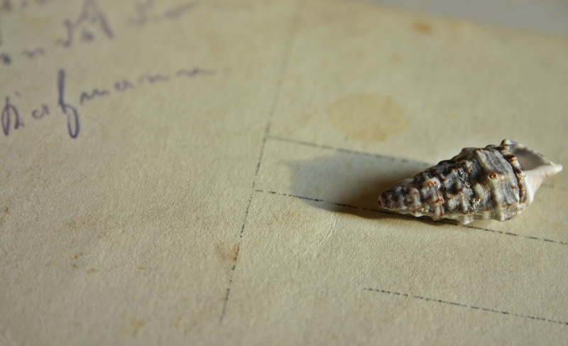 insect, old paper, lettering, antique, memories, holiday greeting, animals in the wild, greeting, 2K, one animal, land, paper, nostalgic, map, seashell
