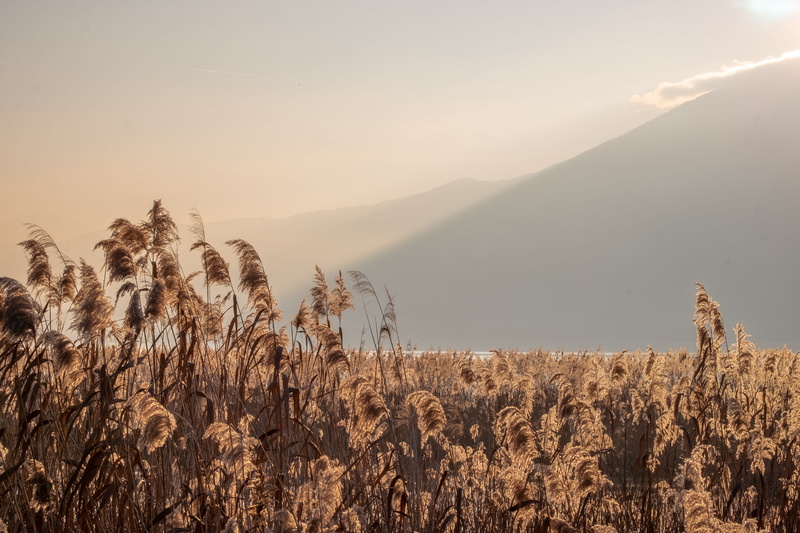 scenics - nature, aix-les-bains, sky, mammal, outdoors, giraffe, sunrise, grain, nature, plant, produce, mountain, animal, vegetable, growth, france, vegetation