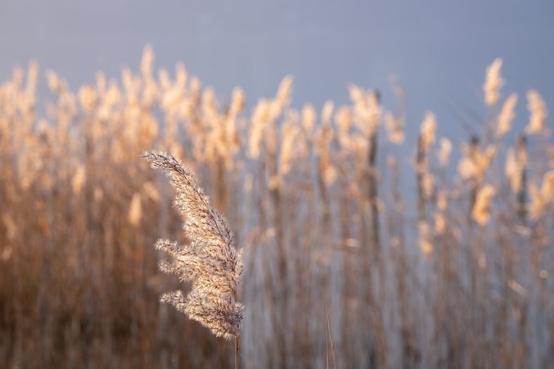 cold temperature, vase, cereal plant, ditch, nature, focus on foreground, vegetation, land, brown, reed, sky, tranquility, vegetable, plant, grain, grass
