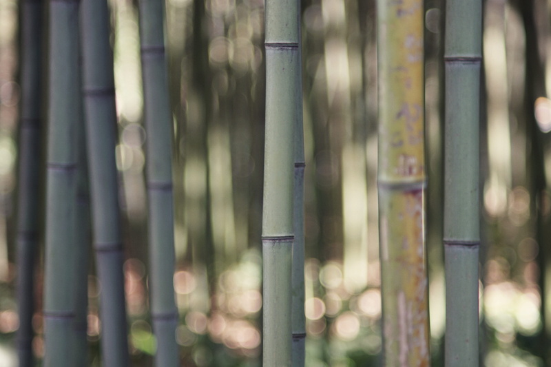 wall, quake, blur, nuclear, pattern, fence, bamboo - plant, human, compass math, sewer, metal, green color, bokeh, france, nature, bamboo, barrier, land