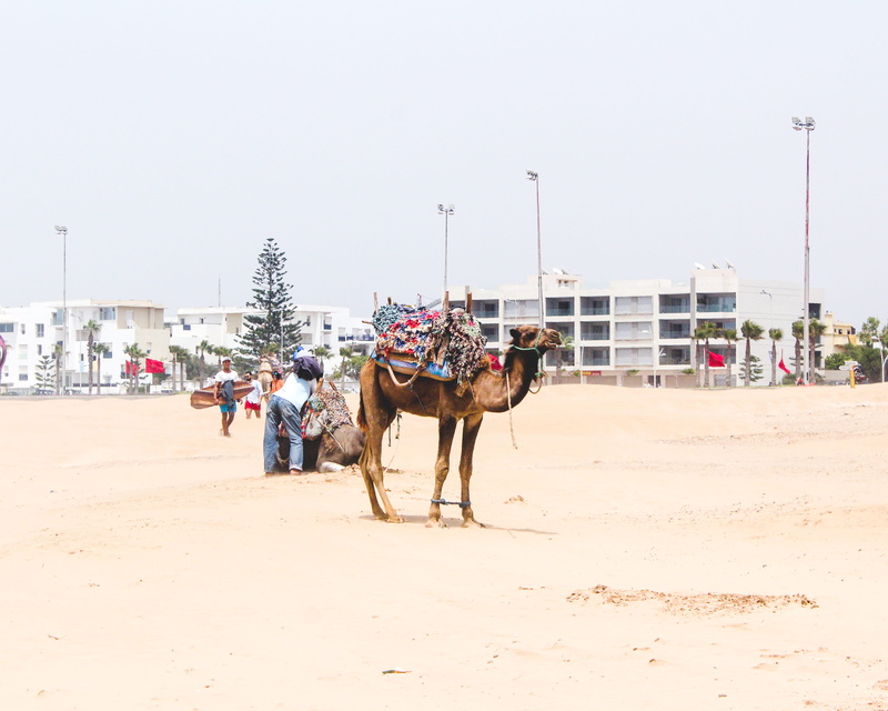 camel, summer, pets, real people, morocco, domestic, nature, turquoise, people, 4K, sky, mammal, working animal, vacation, tropical, incidental people