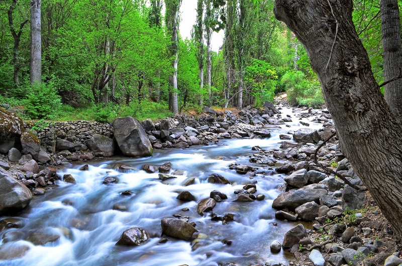 nature, no people, fish, black sea, environmental, 2K, coruh valley, travel, flowing, garden, authentic, outdoor, ispir, beautiful, stream - flowing water