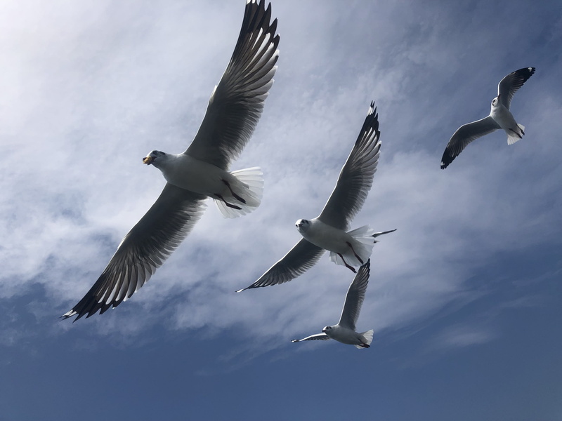 cloud, blue, inlay, river, inle, beauty in nature, motion, mid-air, sea, seagull, black-headed gull, flying, water, low angle view, spread wings