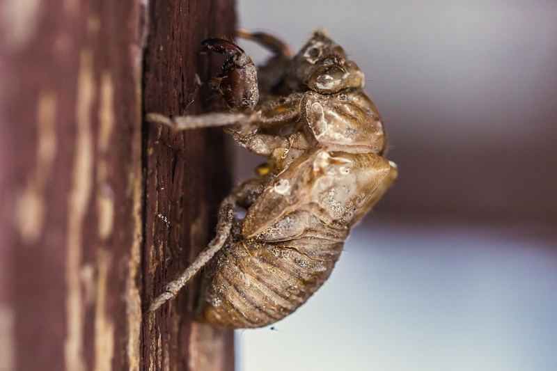 macro, natural, dangerous, animal themes, animal, summer, dirty, tree trunk, no people, close-up, dust, insects, fly, detail, invertebrate, outdoors, climbing
