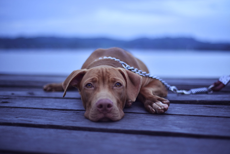 domestic animals, mammal, animal, pup, vizsla, lying, domestic, focus on foreground, close, selective focus, pet, wooden, gray, dog, lying down, short