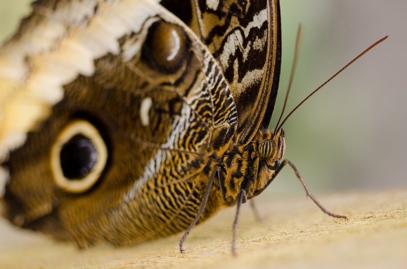 closeup, extreme close-up, animal body part, animal head, wings, animal themes, animal antenna, one animal, no people, nature, brown, animal markings, animal wing