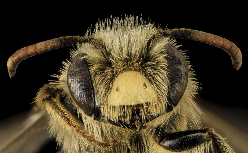 pwrc, animal mouth, Head, hair, studio shot, aculeata, hymenoptera, 4K, Washington, nature, County, mining, bee, compound, Animals, andreninae, no people