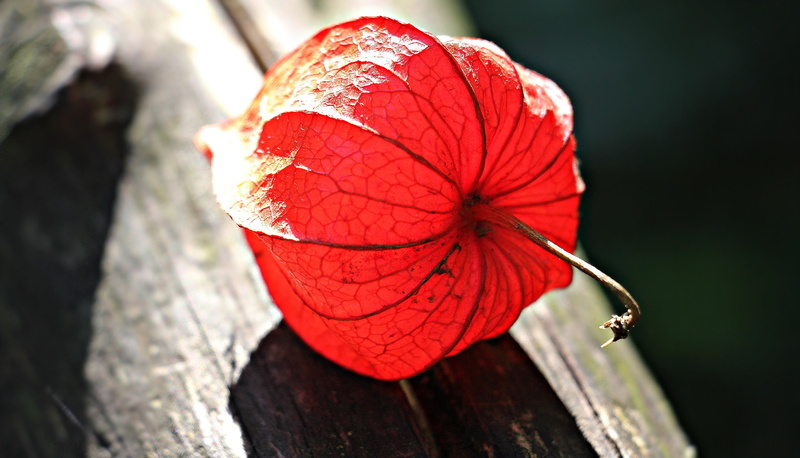 5K, plant part, wood - material, physalis, lampionblume, vulnerability, focus on foreground, day, physalis alkekengi, poppy, surface, wooden, ornamental plant