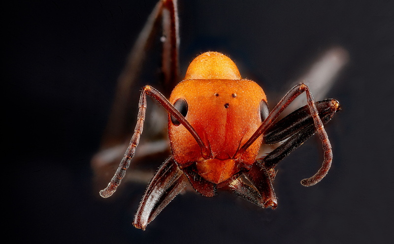 ocelli, Orange, ant, Wasp, no people, Wyoming, Insects, sensoryorgans, stackshot, animal, labrum, marine, Insect, vespoidea, formicidae, fossilbuttenationalmonument