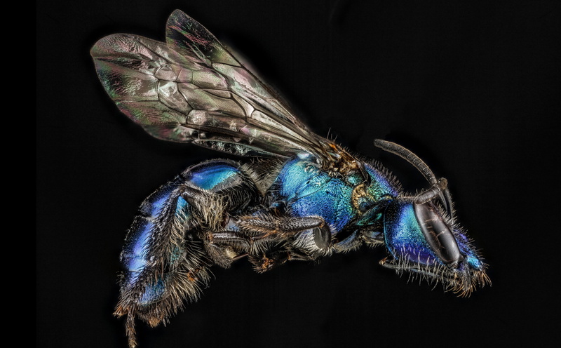 invertebrate, no people, sweatbees, arthropoda, black background, aculeata, regina, animal wing, halictinae, pollinators, one animal, bee, abdomen, dominicanrepublic