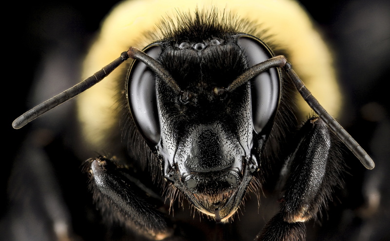 maryland, zerenestacker, Animals, bombus, Animal, gold, portrait, apidae, hair, Insects, anthophila, pollinator, BombusAuricomus, apinae, aculeata, domestic animals
