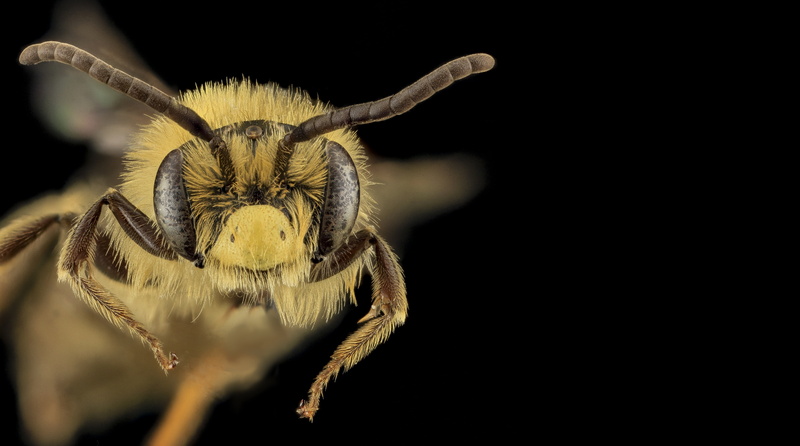 beauty in nature, close-up, animal body part, pollen, nature, arthropoda, spider, animal, droege, flower head, maryland, Animals, Insects, mining, invertebrate
