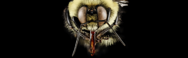 animal themes, Bumblebee, bee, black, flowering plant, barc, compoundeyes, indoors, philadelphia, Animal, bumble, animal body part, invertebrate, Pennsylvania