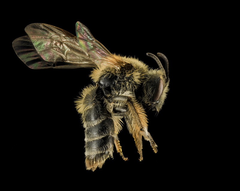 droege, anthophila, hymenoptera, bee, Insects, studio shot, andrena, nature, zoology, animal body part, invertebrate, GalesCounty, Side, stackshot, cornelli