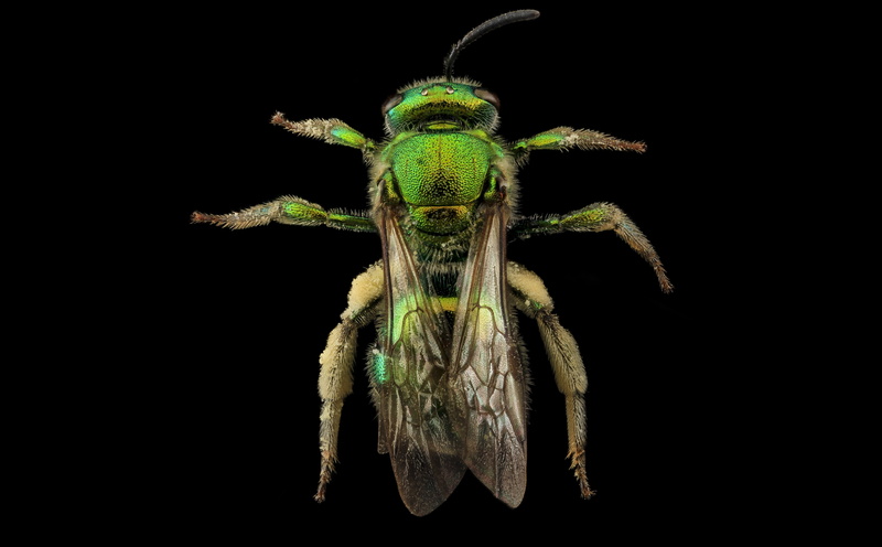 studio shot, halictidbee, indoors, metallica, Insect, pwrc, metallic, green color, bugs, bee, animal wildlife, Beautiful, Bees, animal themes, halictid
