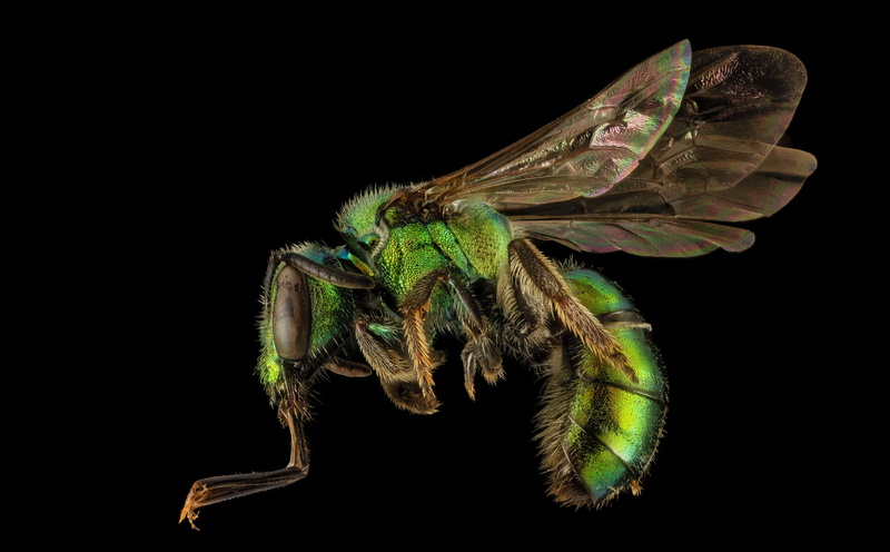 animal, cut out, bee, one animal, augochloraregina, green color, animal wildlife, Insect, black background, macro, augochlora, invertebrate, metallic, hymenoptera