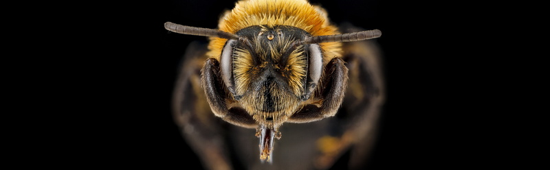 Face, Fuzzy, Jackson, no people, pwrc, labrum, Bees, mandibles, animal eye, invertebrate, Head, hornets, Female, Aero, sensor, animal themes, black background