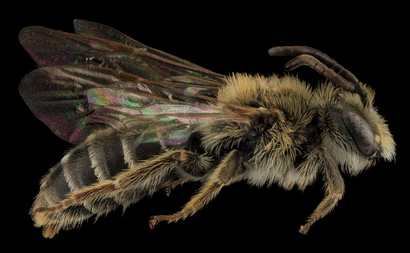 South, andreninae, one animal, hymenoptera, Bees, photography, Macro, Insect, Badlands, invertebrate, apoidea, Aero, miningbees, black background, animals in the wild