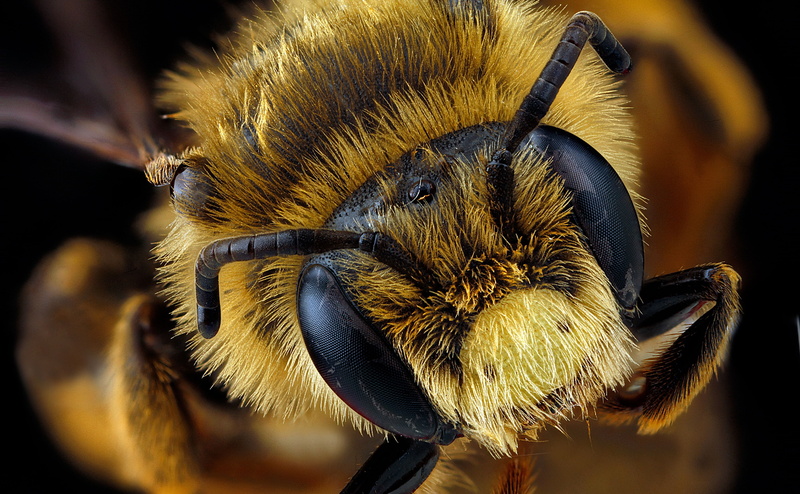 andrenidae, compoundeyes, antennae, animal wildlife, Eyes, Antenna, zerene, Insect, Aero, Fuzzy, anthophila, animal eye, animal themes, black, callandrena