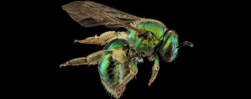 animal wildlife, Garden, pollinator, no people, green, anthophila, night, Animal, halictid, bluegreen, halictidbee, one animal, sweatbee, animal body part