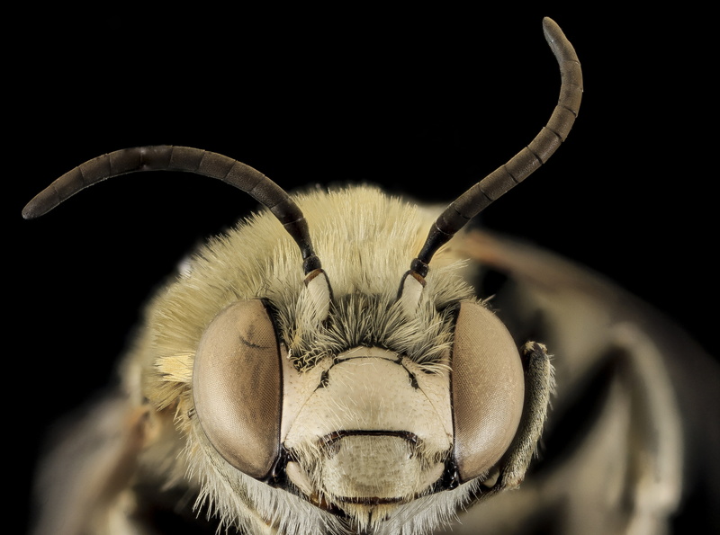 anthophorinebee, zerenestacker, front view, anthophora, droege, animal body part, arthropoda, arthropods, black background, apoidea, Insect, montana, animal themes