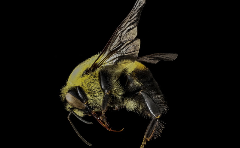 bombusgriseocollis, Insects, Species, brown, belted, aculeata, morrisarboretum, Macro, stackshot, Photography, apidae, Bees, apinae, zerenestacker, pollinator