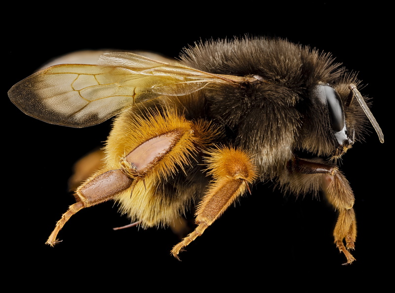 anthophila, zerenestacker, animal eye, florescent, invertebrate, florescentorange, formosa, arthropod, animal hair, close-up, taxonomy, pollinator, Photography
