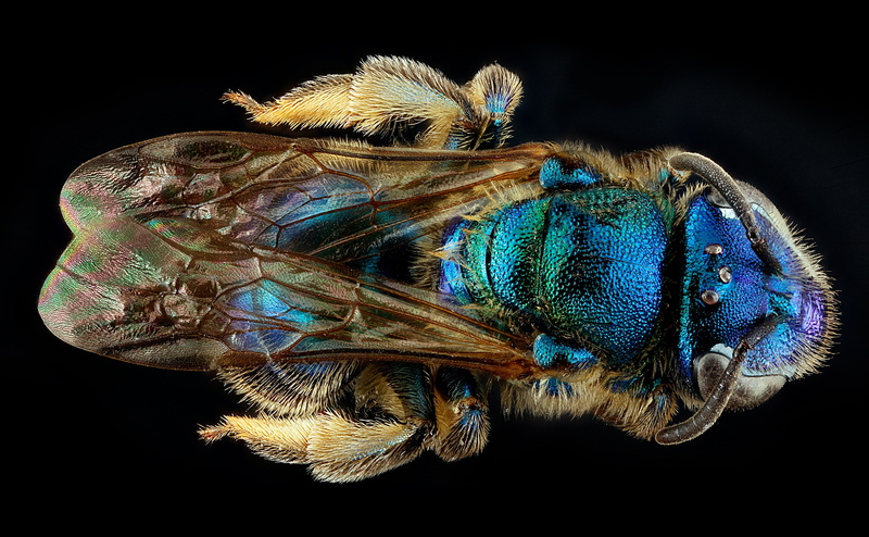 Female, black background, no people, Bees, invertebrate, Species, animal wing, sensoryorgans, Eyes, halictinae, close-up, stackshot, compoundeyes, Insects