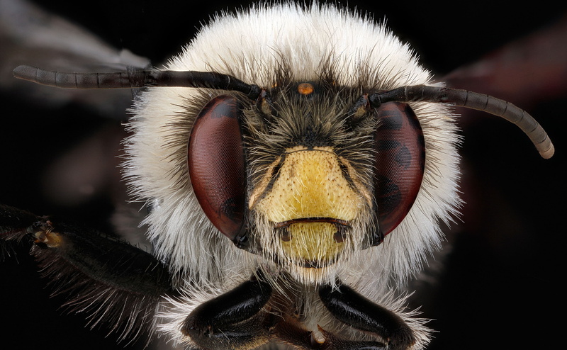 aculeata, Aero, compoundeyes, animal nose, zerenestacker, looking at camera, nature, yellowface, black background, Animal, antennae, photography, bomboides