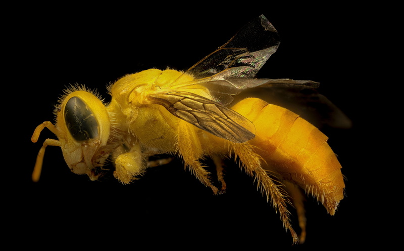 nature, sea, Bees, marine, vertebrate, pollinator, sea life, paraguay, water, black background, animal, fish, droege, arhysosage, Yellow, close-up, no people