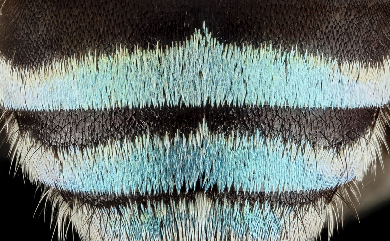 batra, full frame, textile, backgrounds, macro, apinae, animal body part, anthophila, winter, stackshot, pollinators, bee, body part, blue, pattern, skin