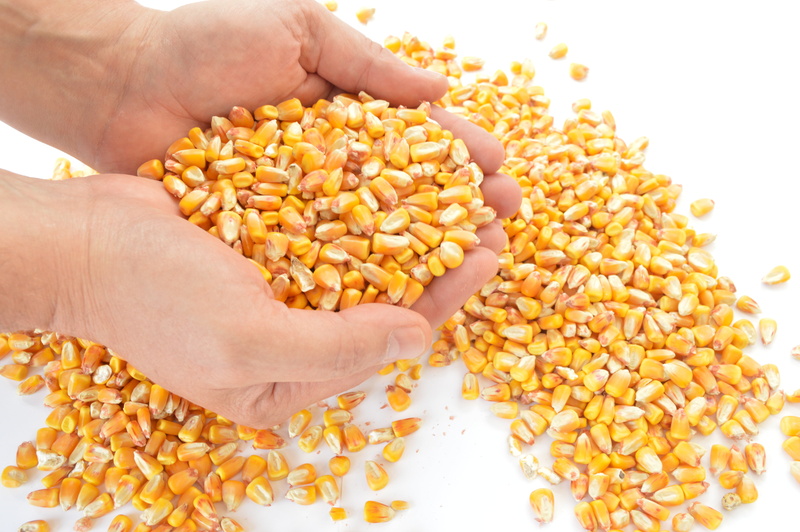 cereals, freshness, close-up, cereal Plant, food and drink, yellow, seed, crop, agriculture, nature, indoors, holding, organic, harvest, corn, one person
