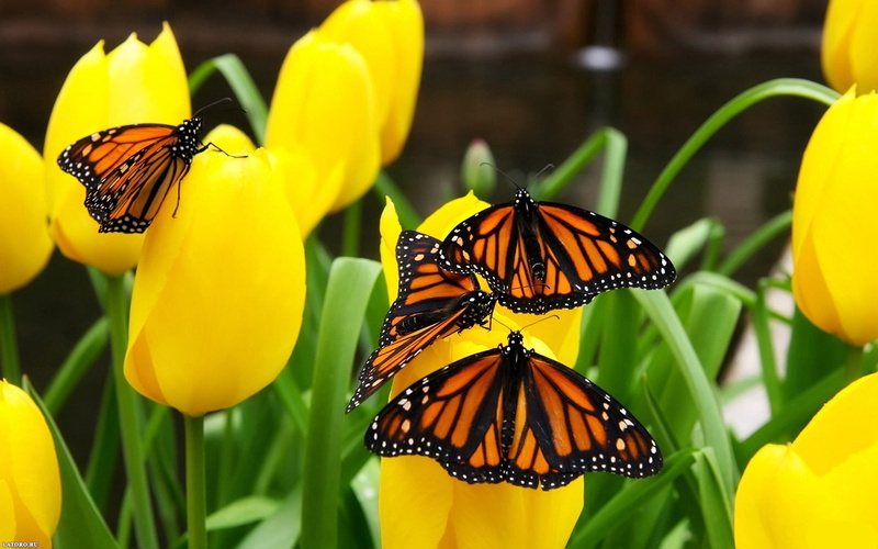 Yellow, tulips, butterflies, 720P, Tulip, Butterfly