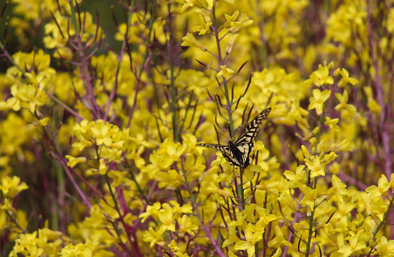 flowers, butterfly, Forsythia, 2K, yellow flowers
